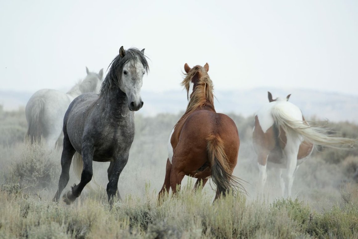 Дикие лошади, 19х37,4 см