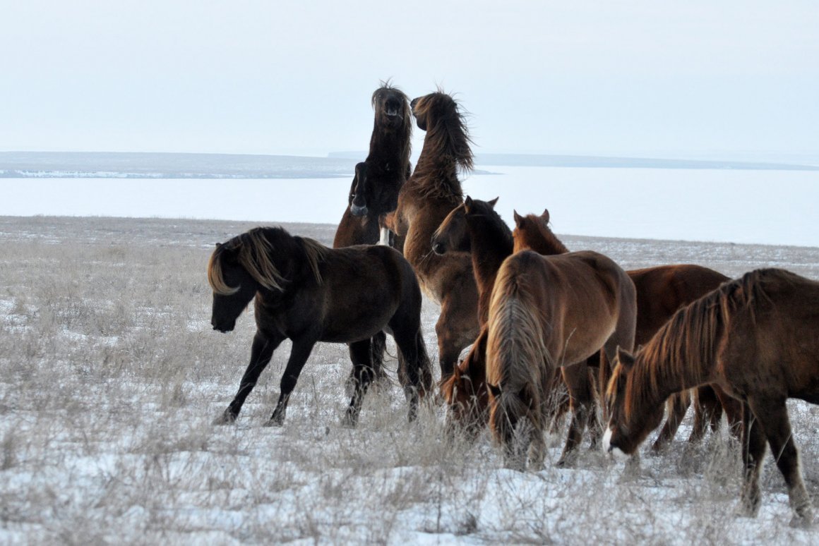 Маныч Гудило Мустанги