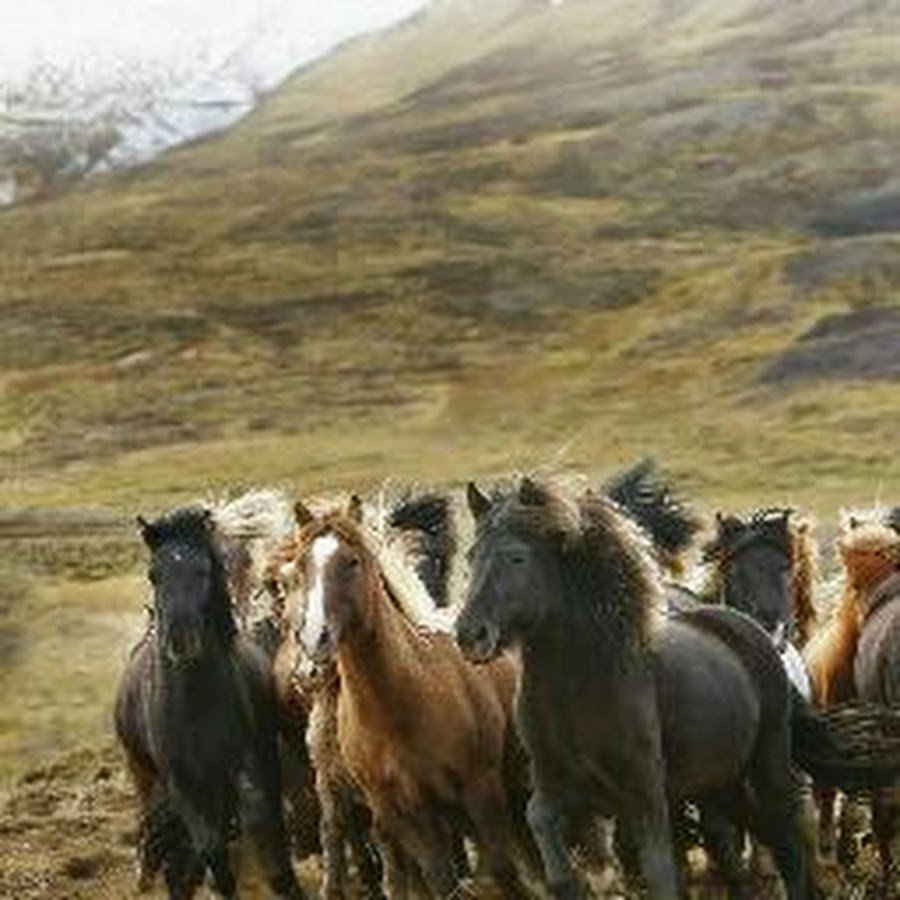 Дикие лошади фильм 2013