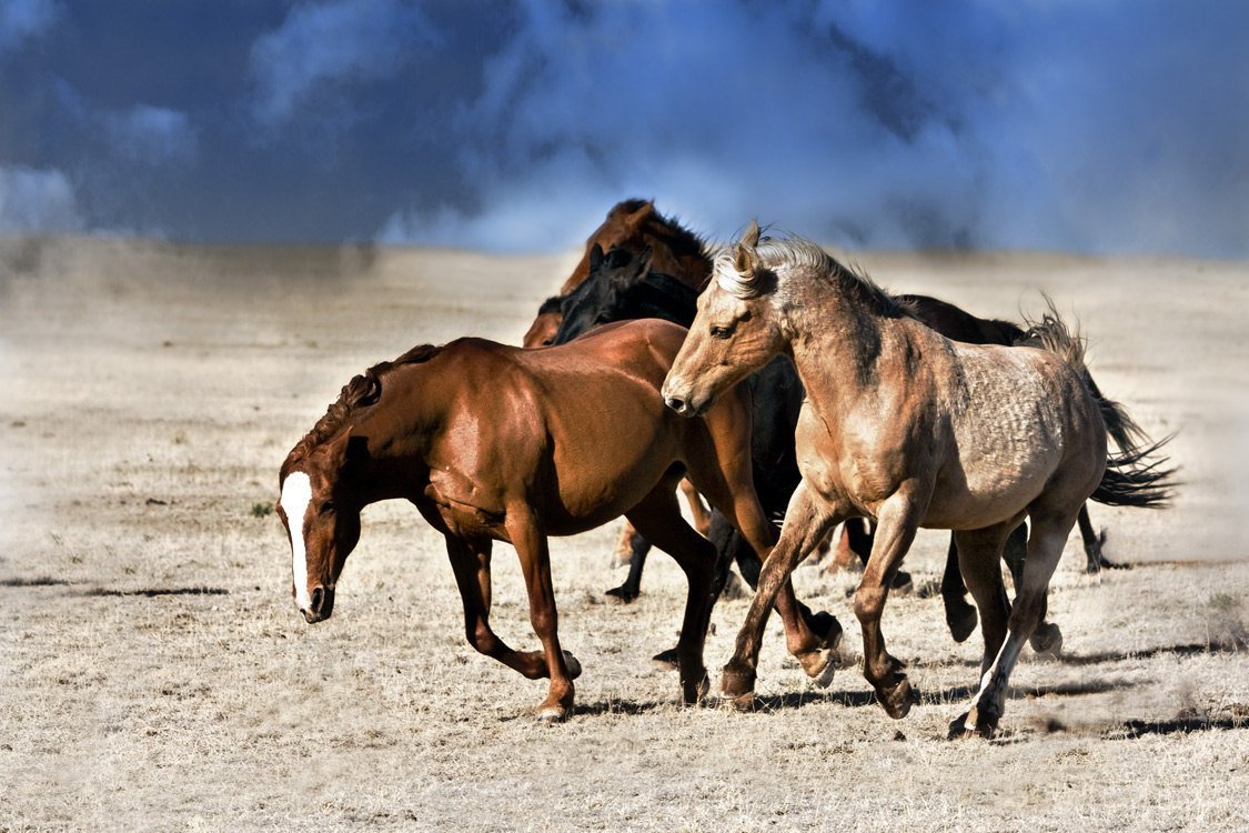 Дикие лошади Мустанги в дикой природе