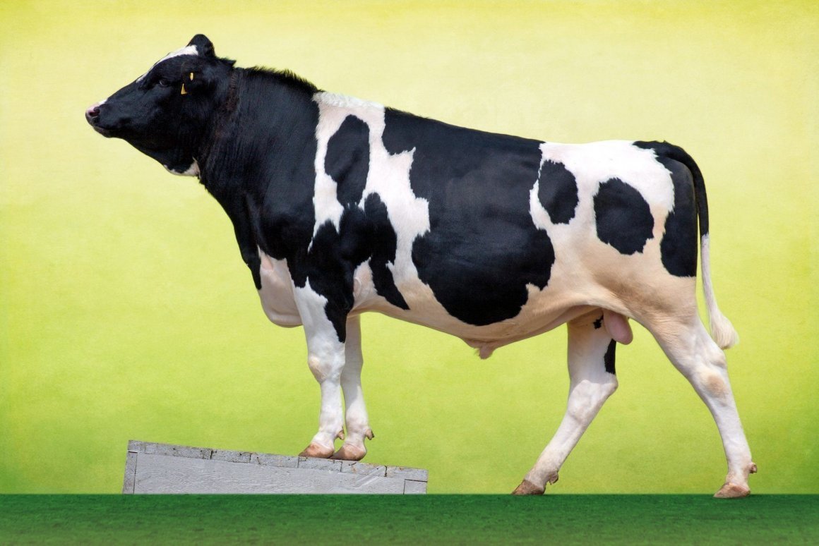 Корова черно пестрая - 65 фото