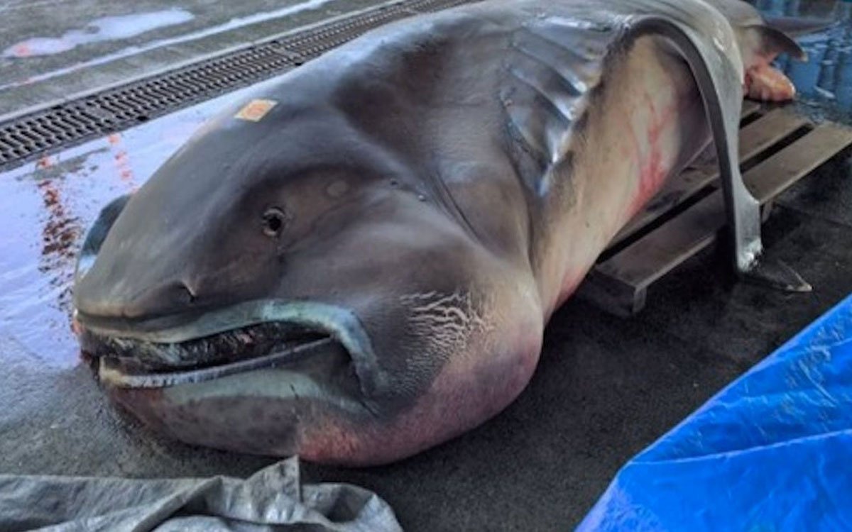 Большеротая акула