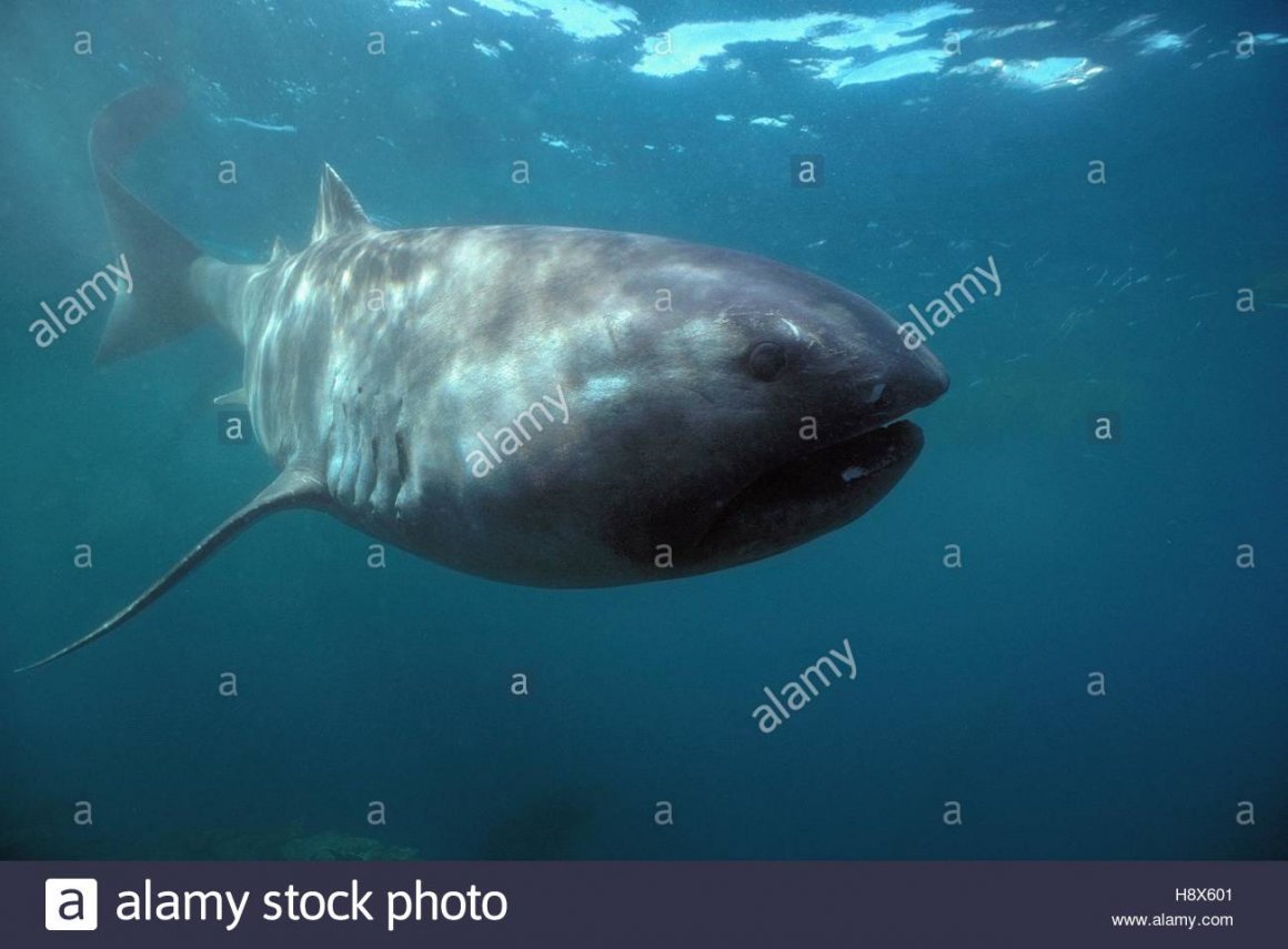 Пелагическая большеротая акула