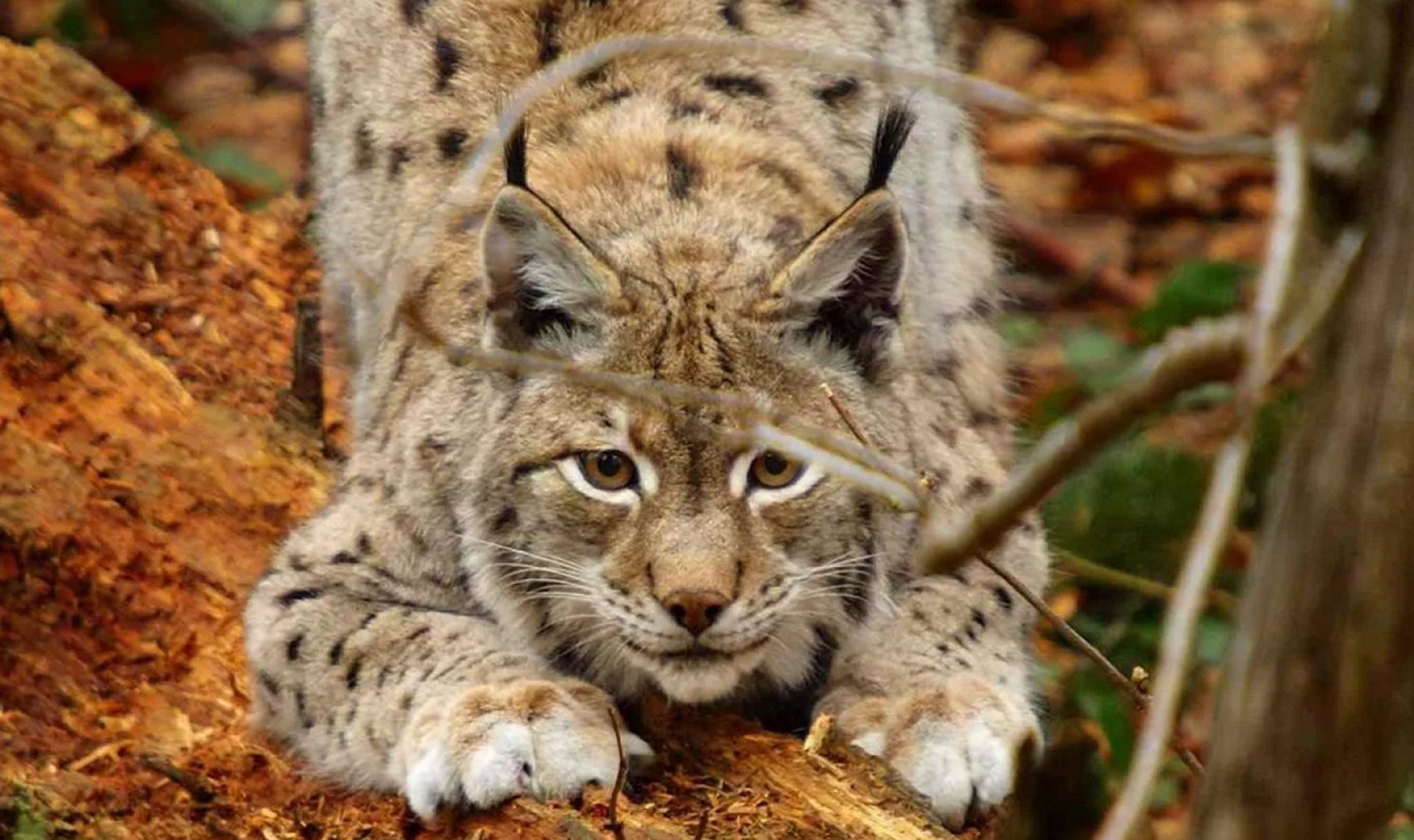 Lynx's. Рысь Уссурийской тайги. Рысь Линкс. Гималайская Рысь. Рысь обыкновенная (лат. Lynx Lynx).