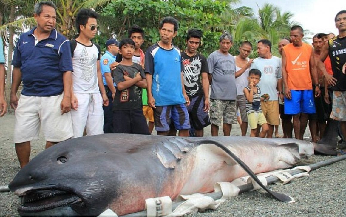 Гигантская акула Cetorhinus Maximus