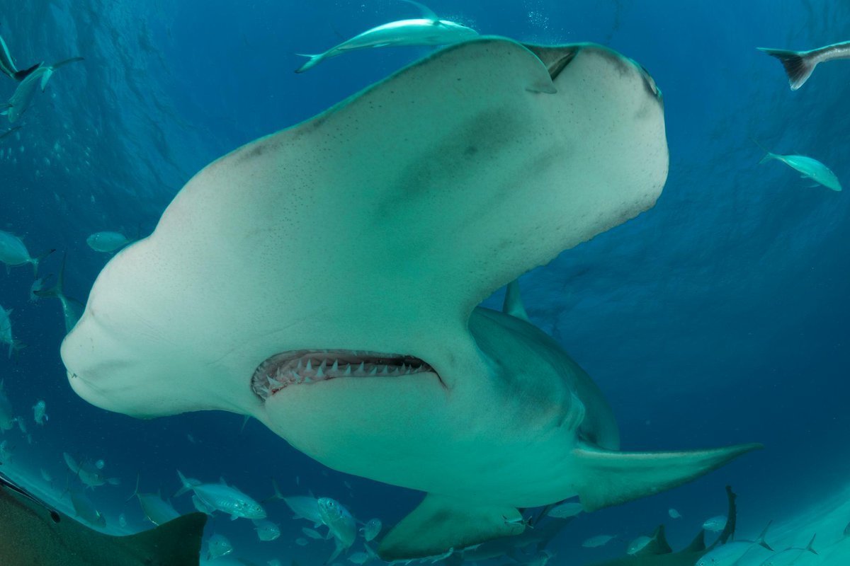 Земноводные акулы