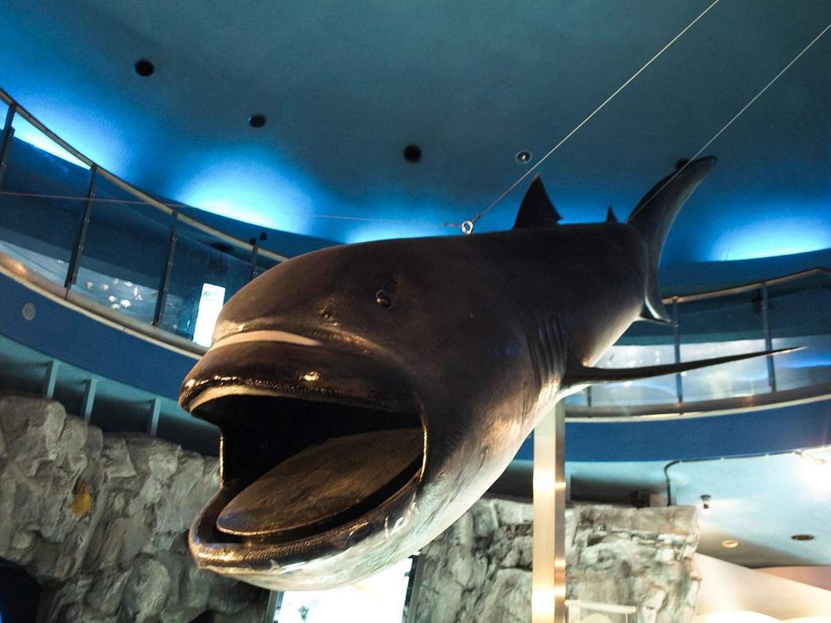 Пелагическая большеротая акула фото