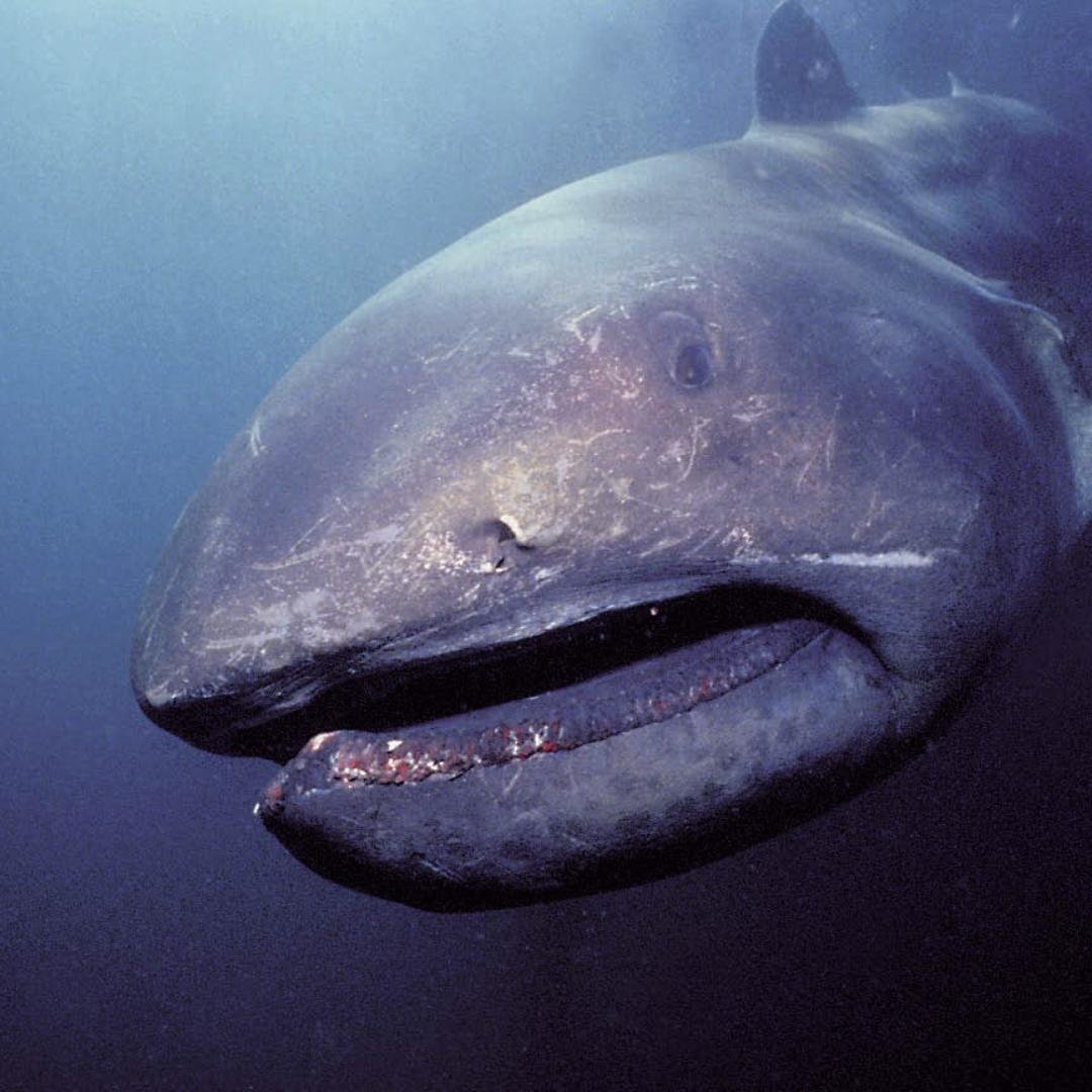 Большеротая акула