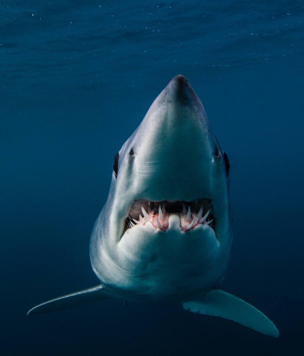 Акула раскраска для детей