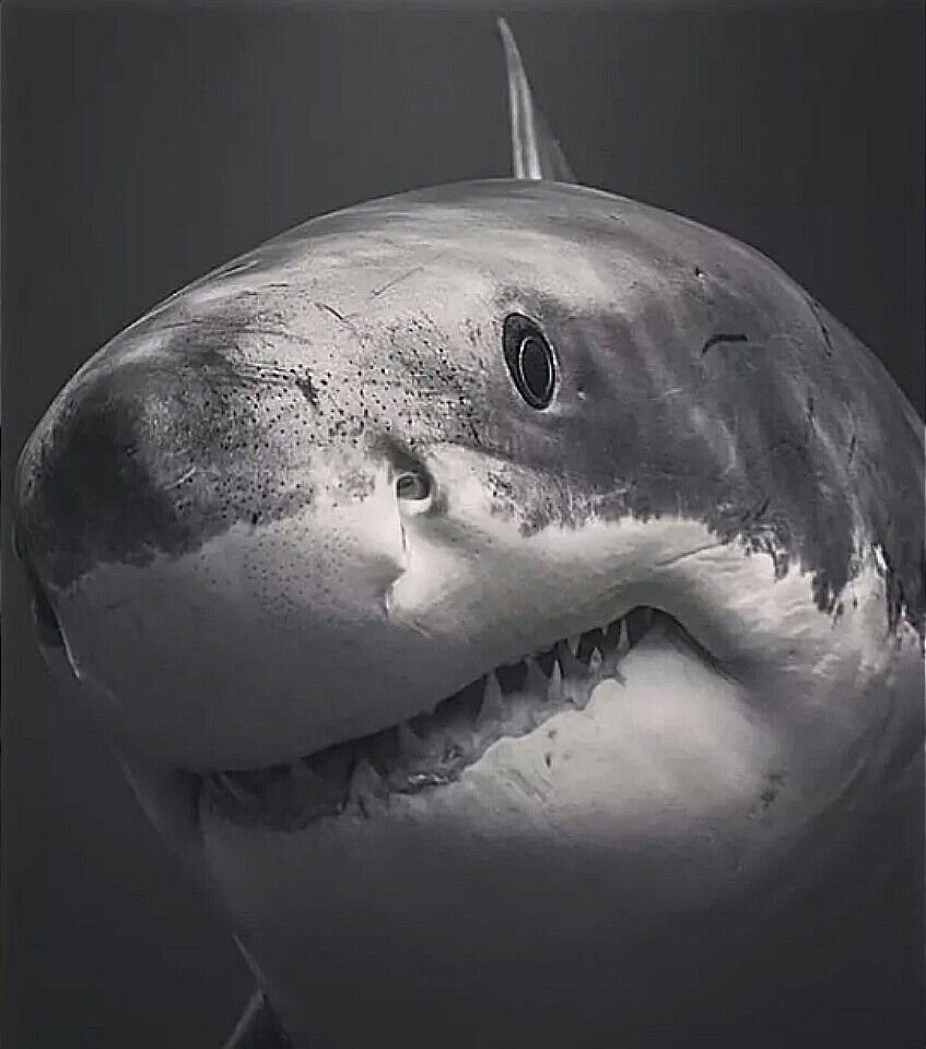 Биологическая акула