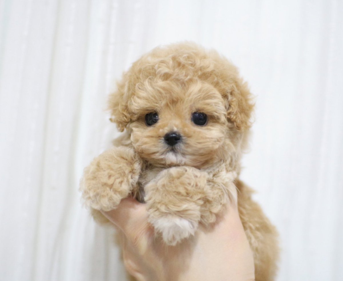 Той пудель Тикап