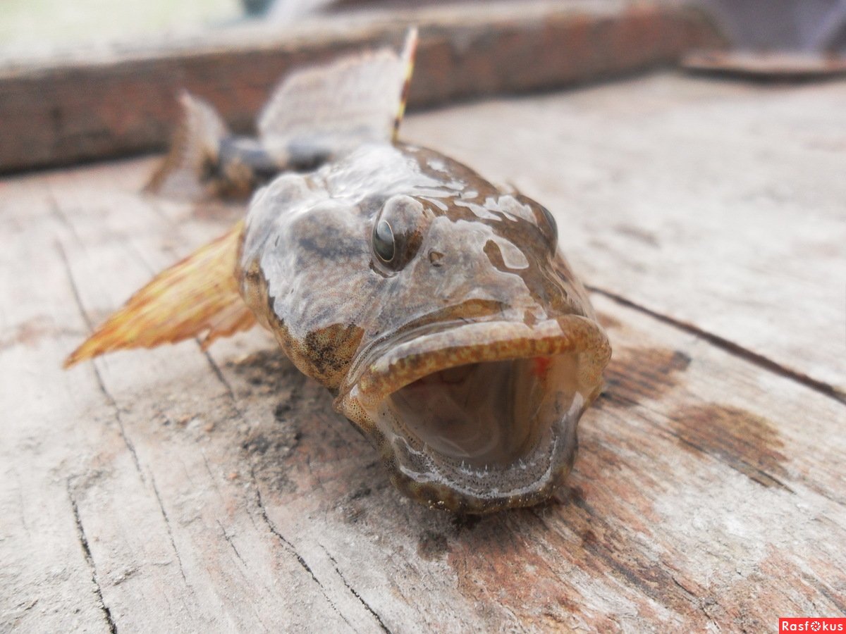 Бычок керчак