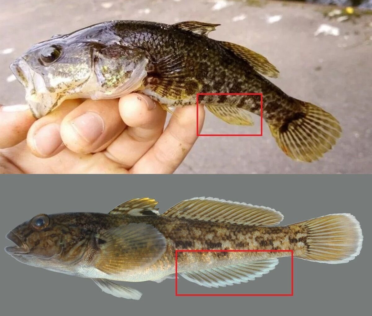 Морской бычок Дальневосточный