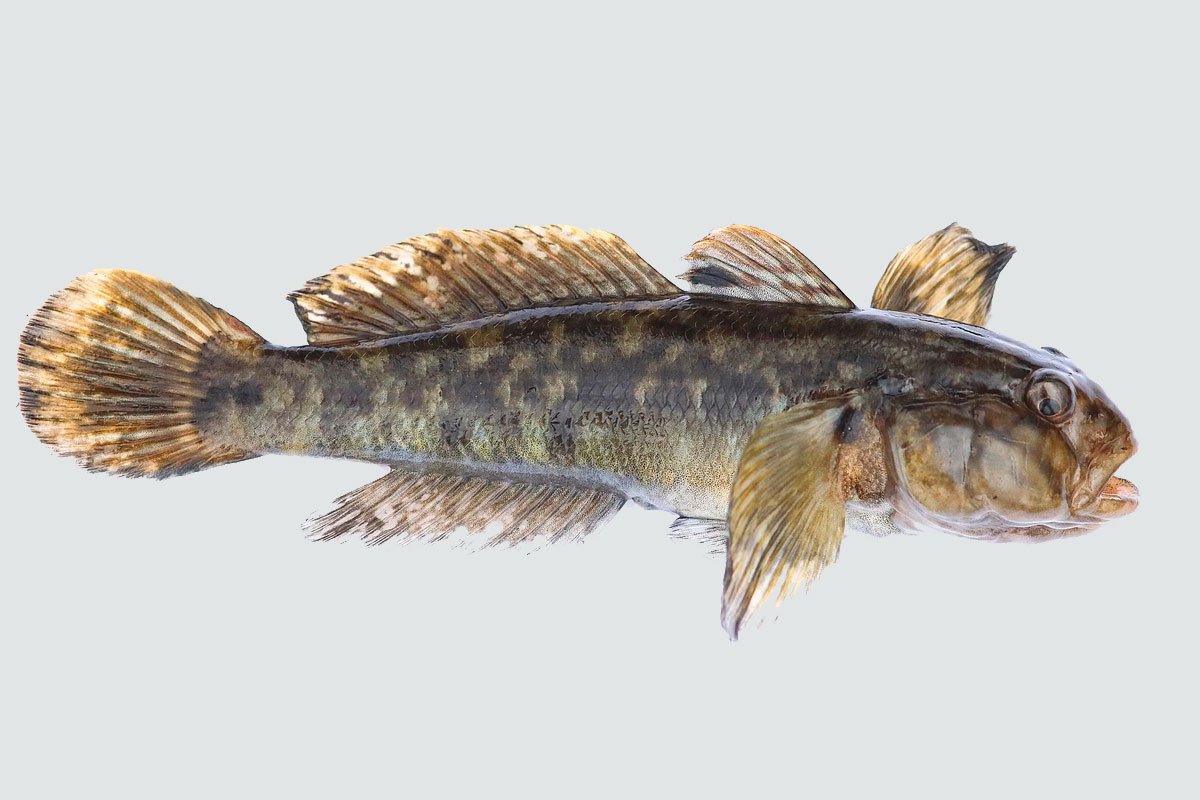 Бычок подкаменщик Черноморский