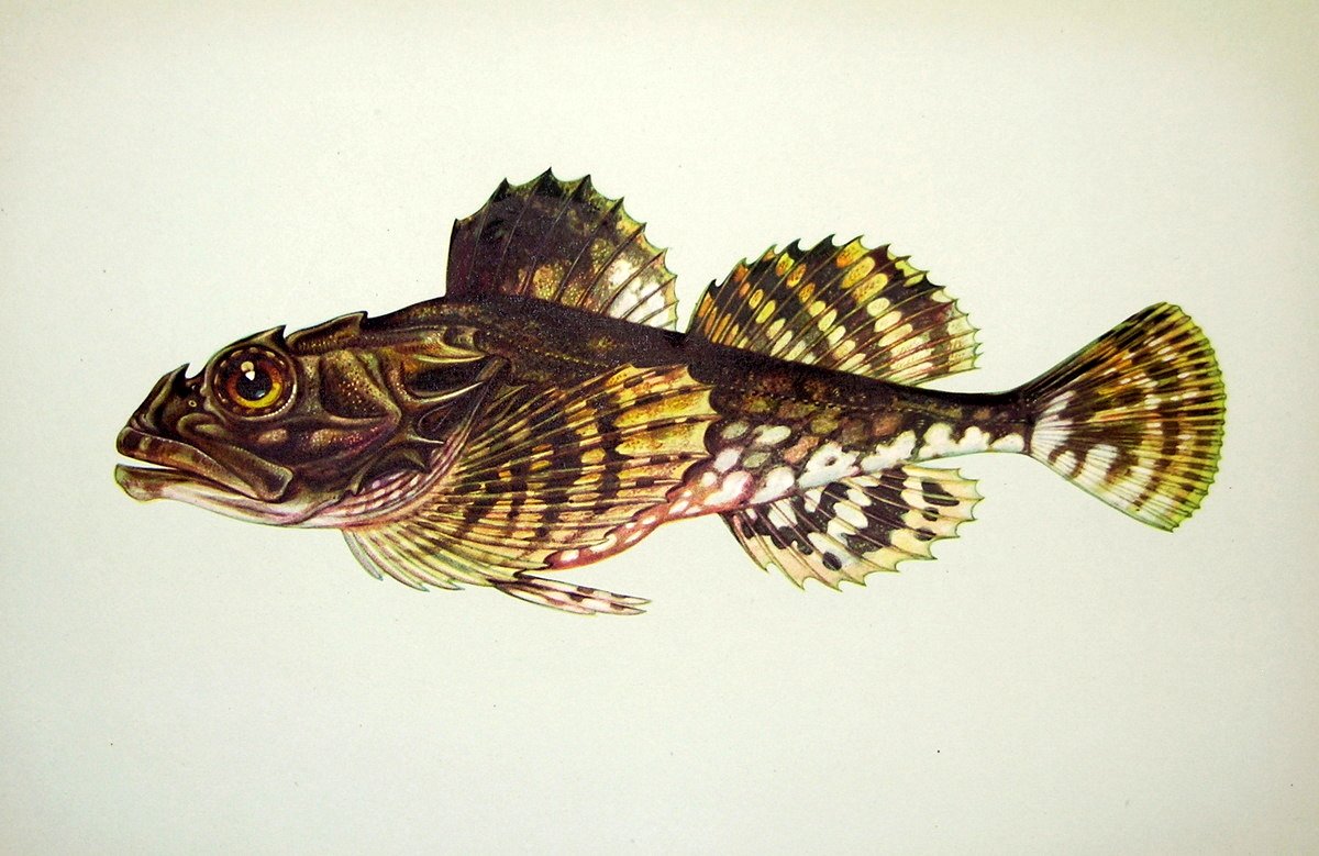 Бычок-кругляк (Neogobius melanostomus)