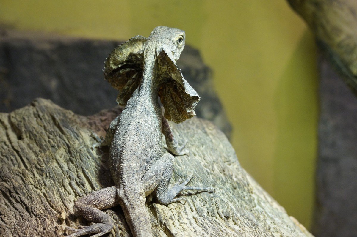 Плащеносная ящерица гаттерия