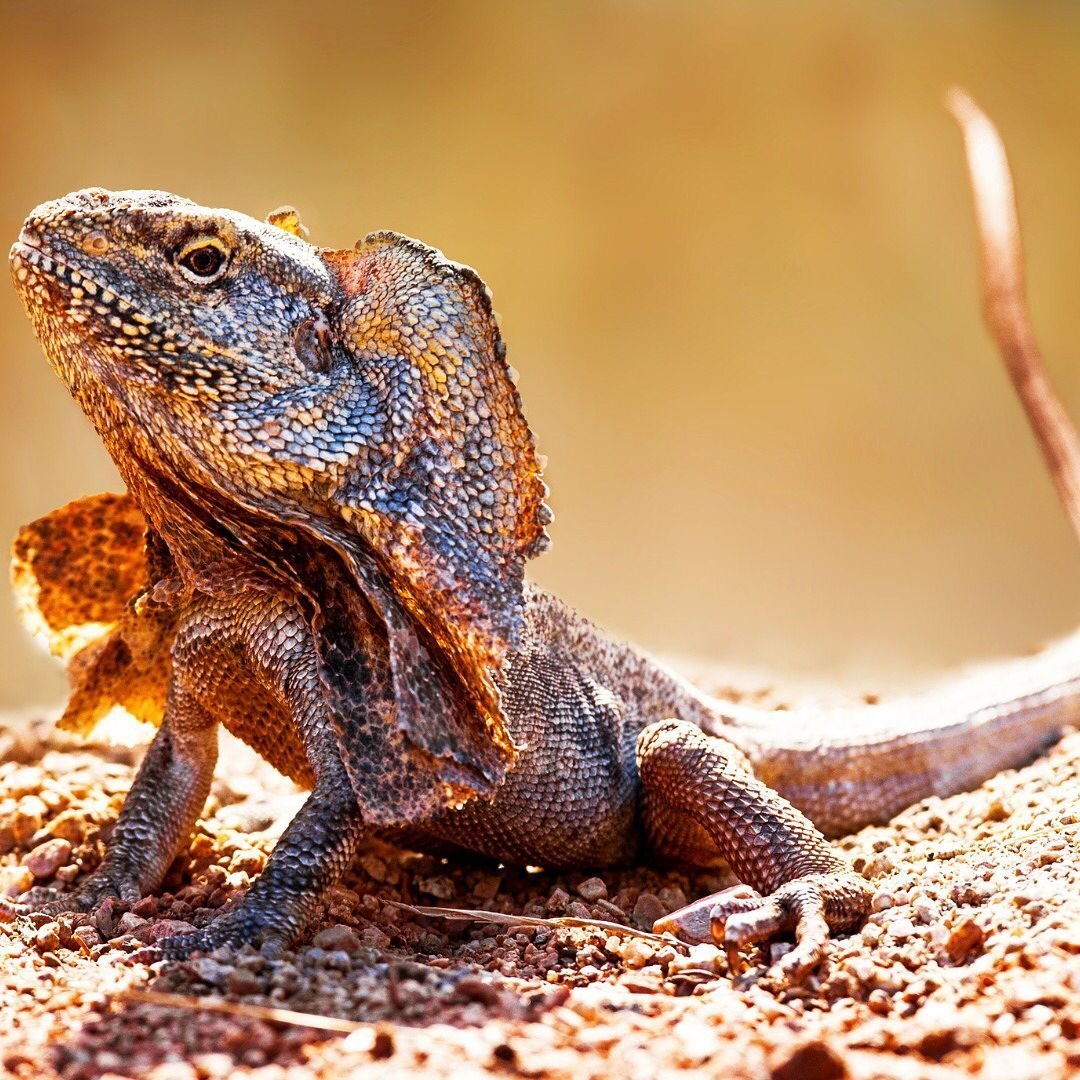 Papo плащеносная ящерица