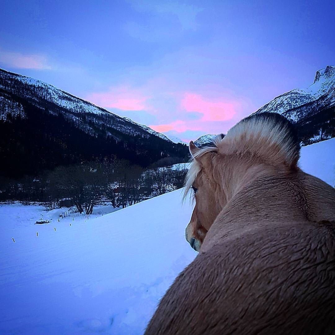 Серый Фьорд лошадь