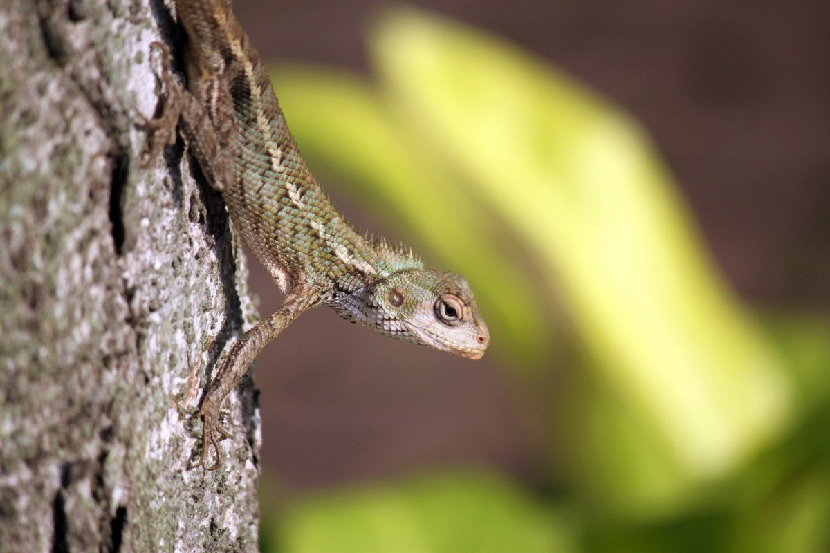 Бородатая агама злая