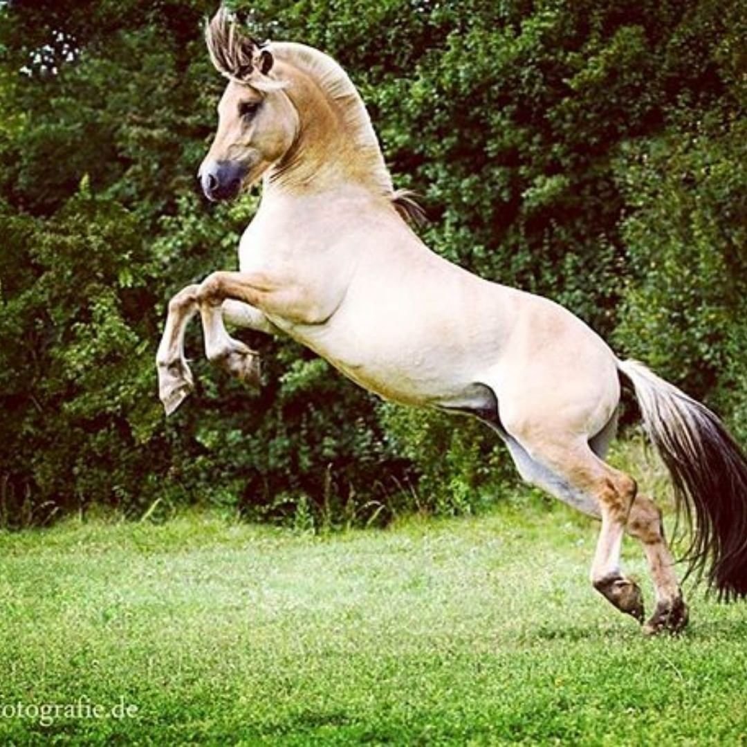 Фьордская порода лошадей