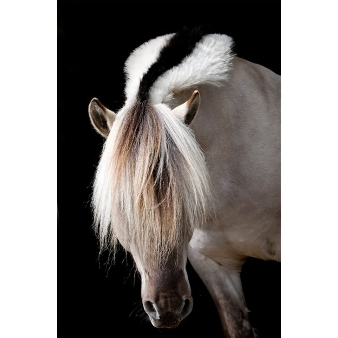 Фьорд лошадь Эстетика