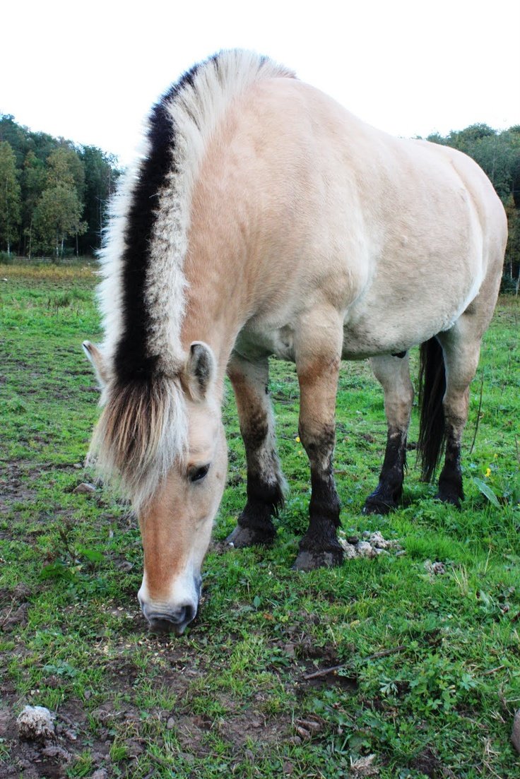 Фьорд лошадь выездка