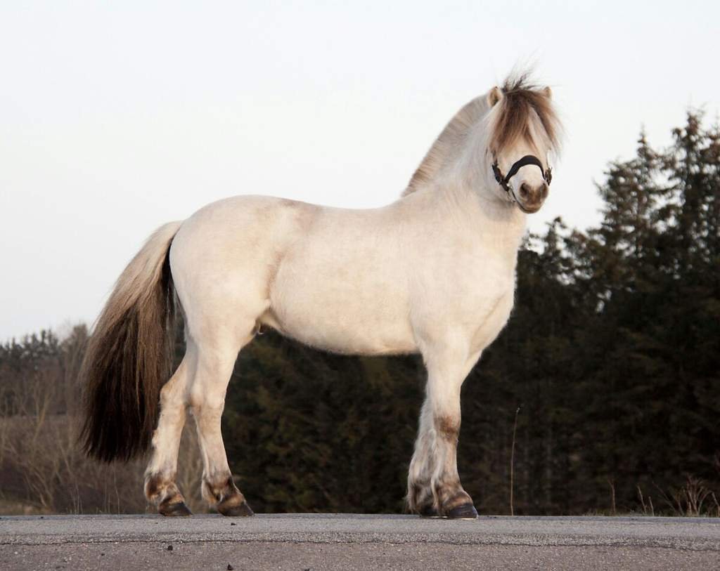Норвежский Фьорд лошадь