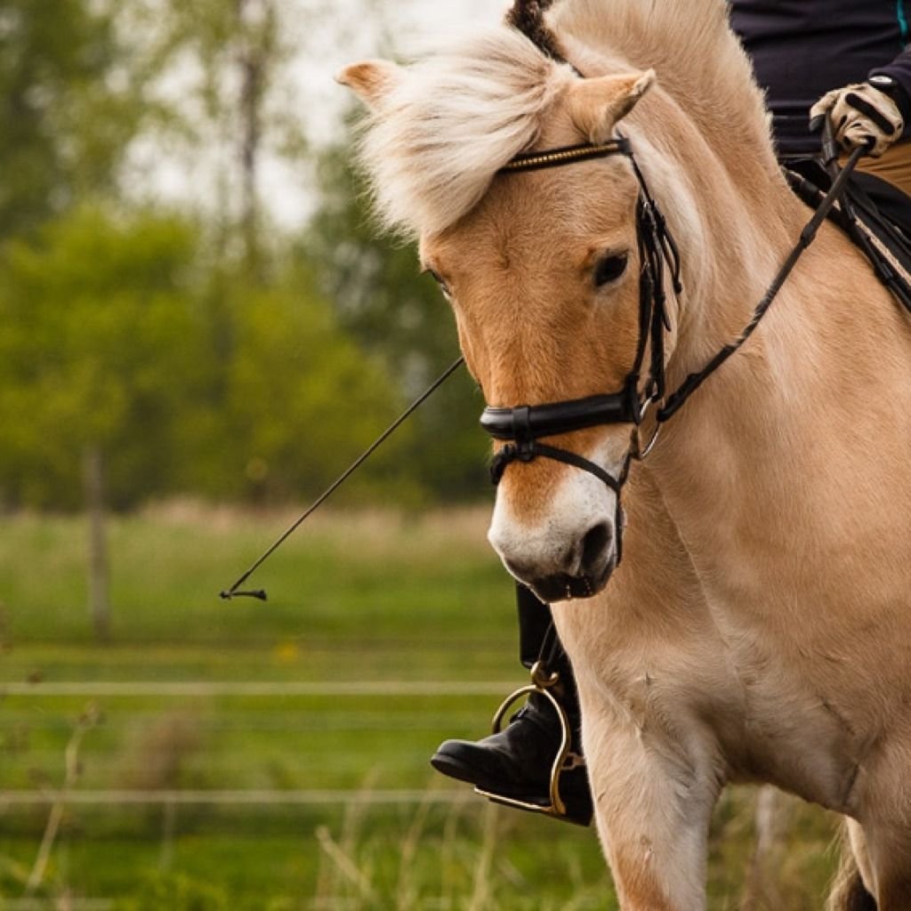 Норвежский Фьорд порода лошадей