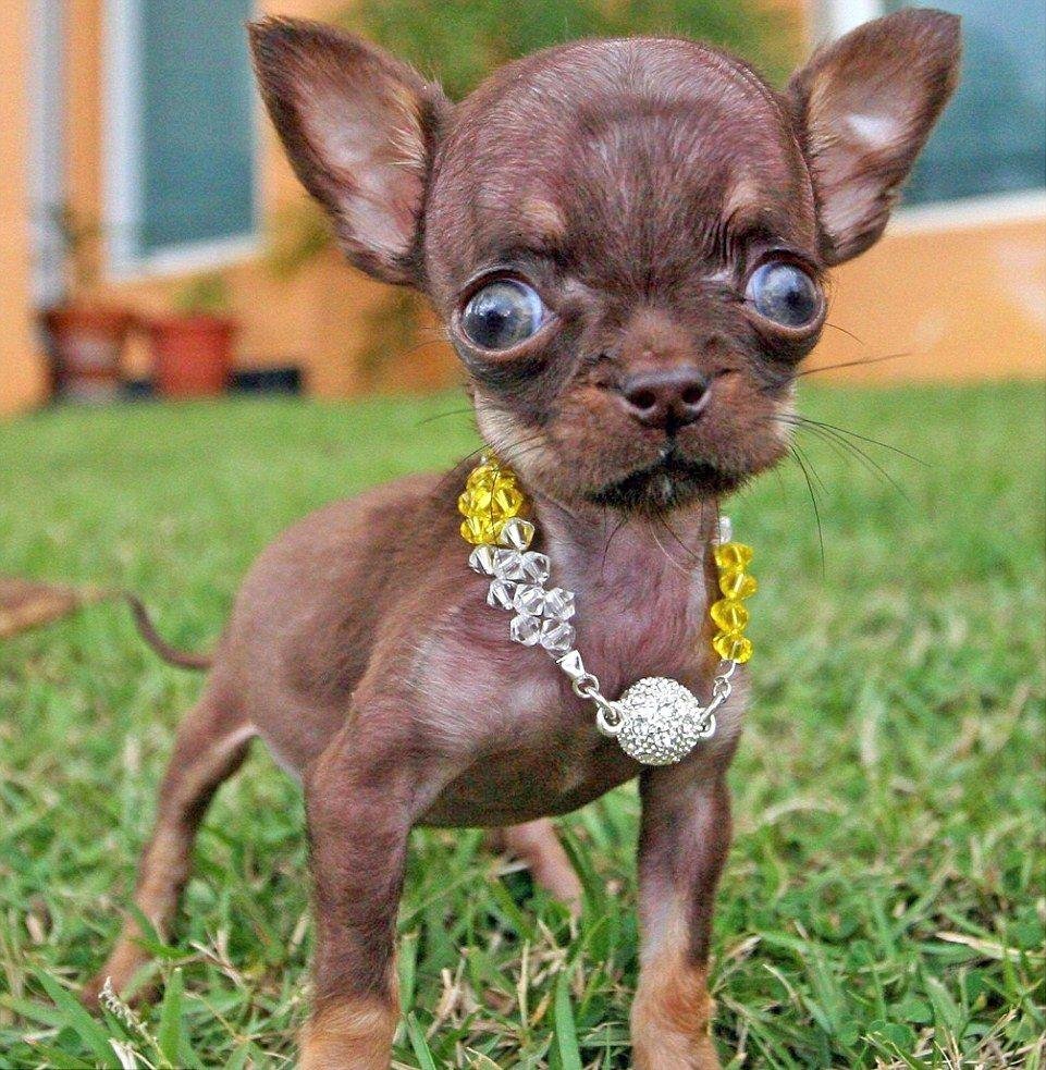 Чихуахуа пушистые