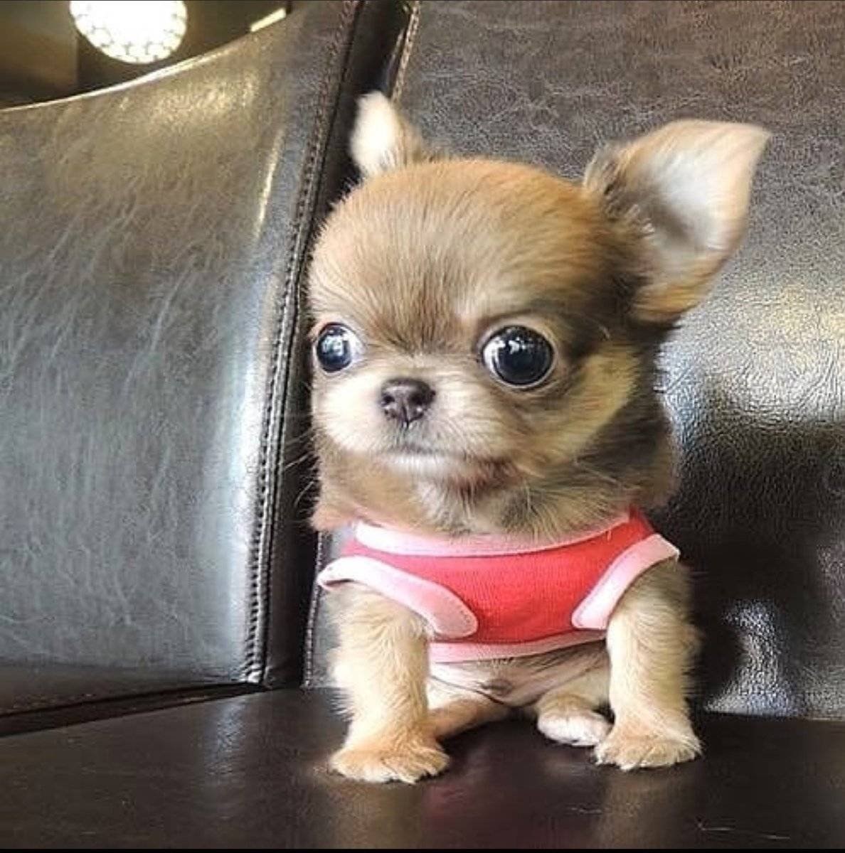 Бишон фризе