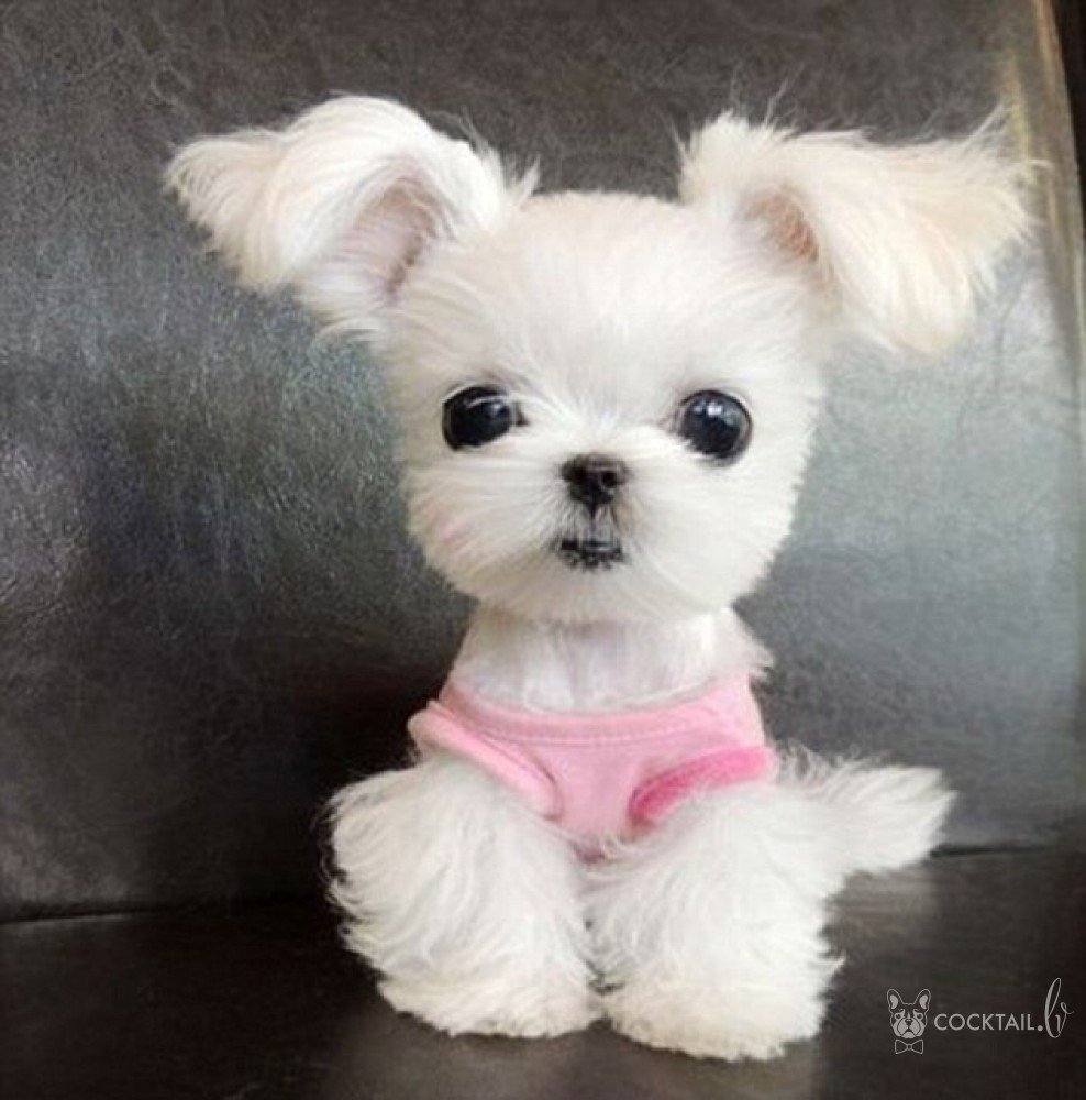 Померанский шпиц jiffpom