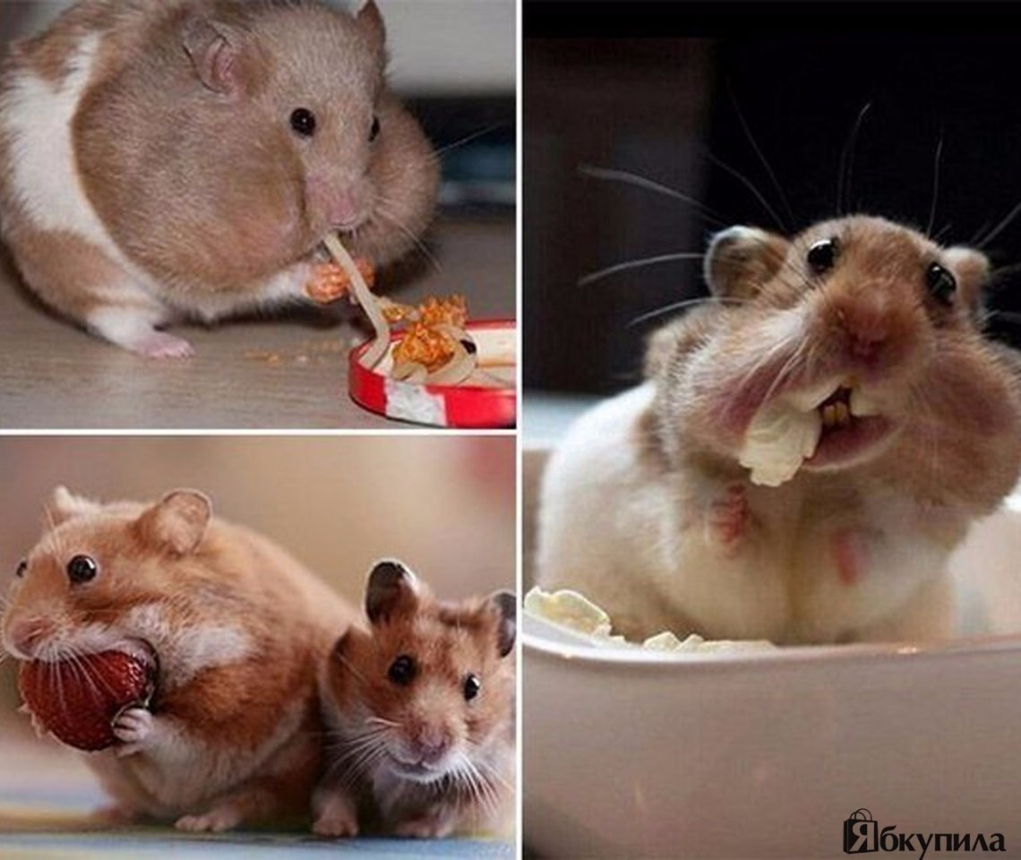 Хомяк с набитыми щеками