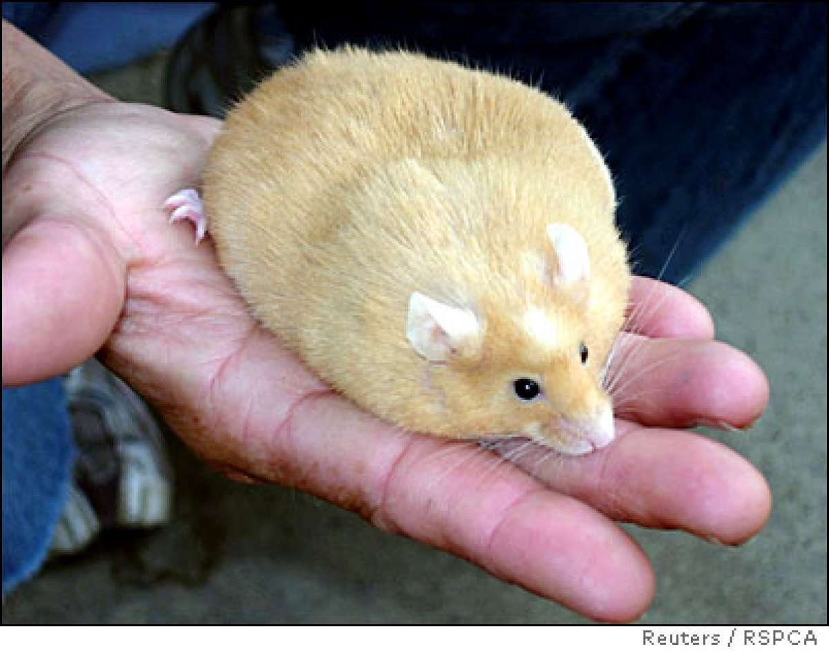 Большой толстый хомяк