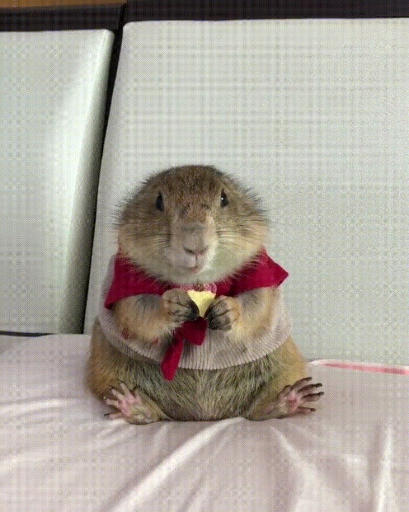 Доброе утро хомяк