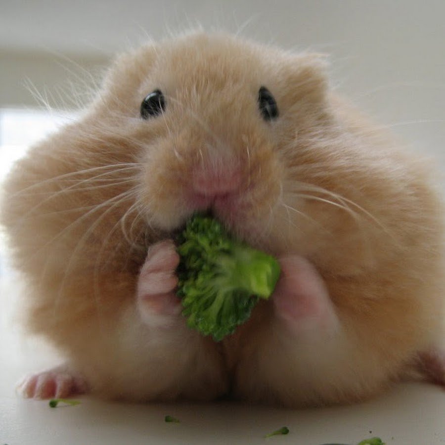 Морские свинки