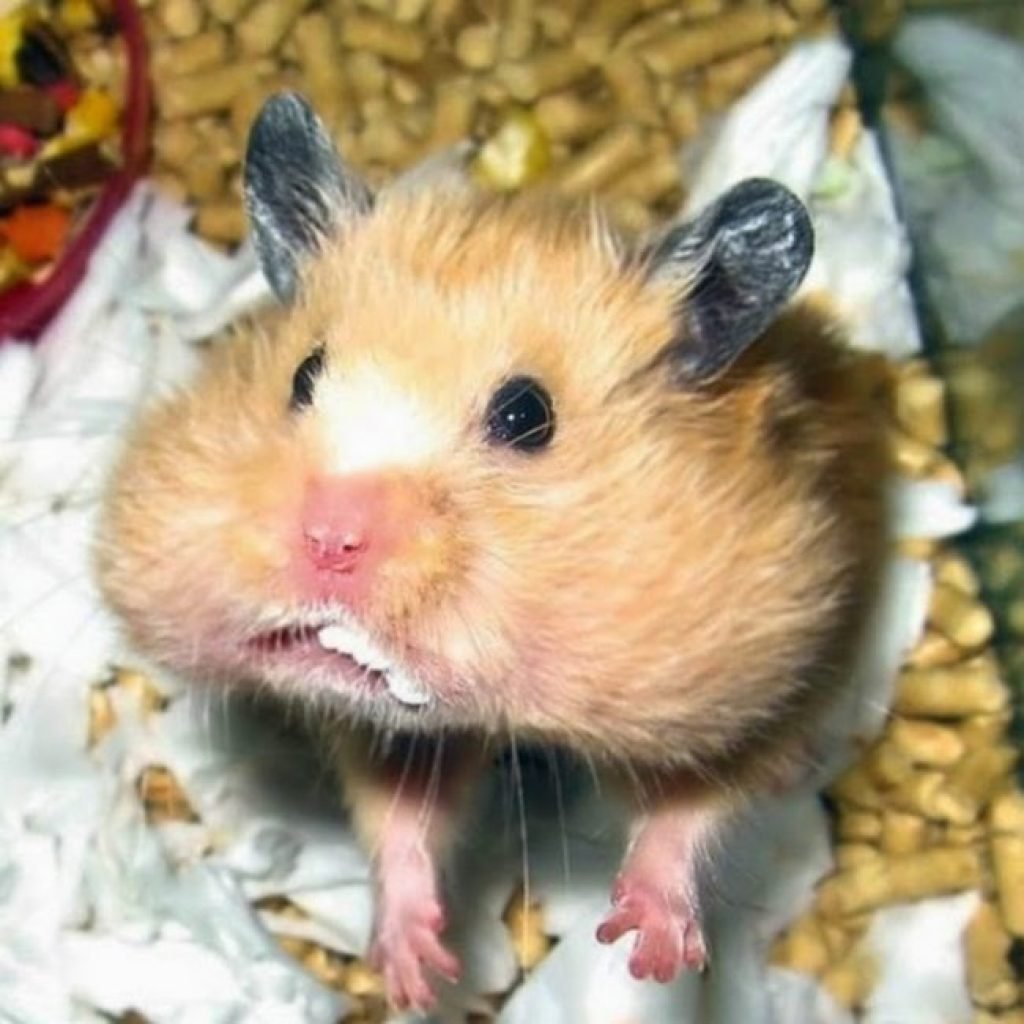 Хомяк с щеками