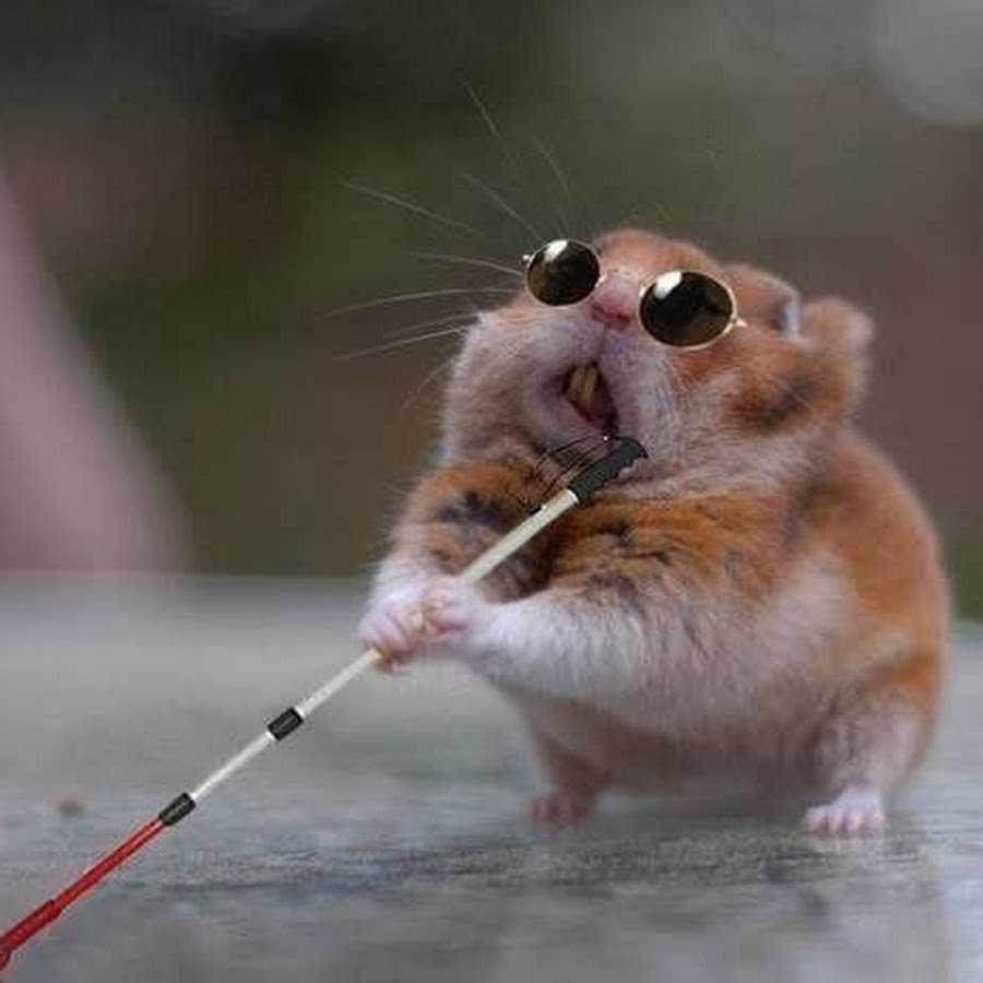 Забавные хомячки