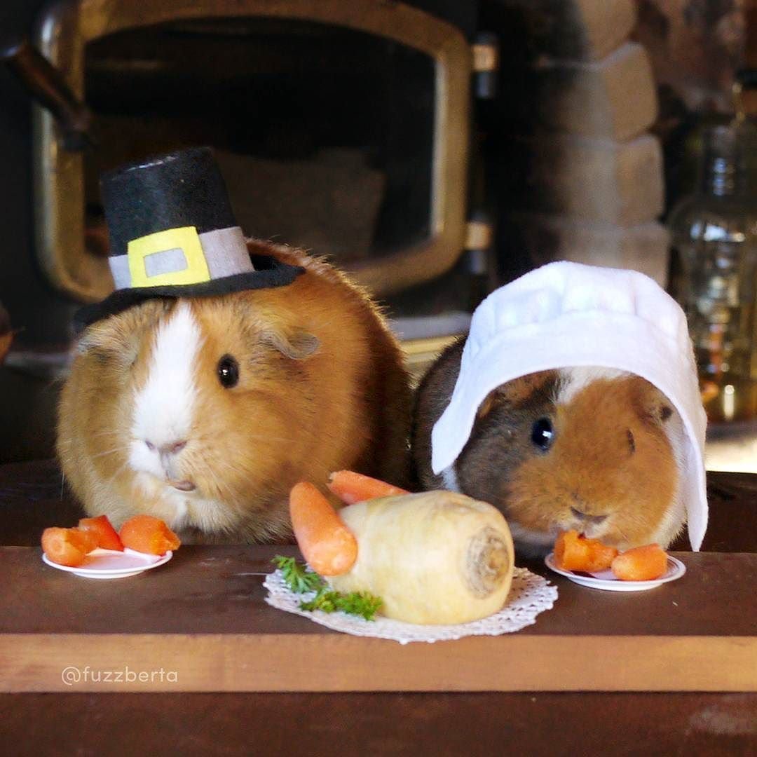 Забавные морские свинки