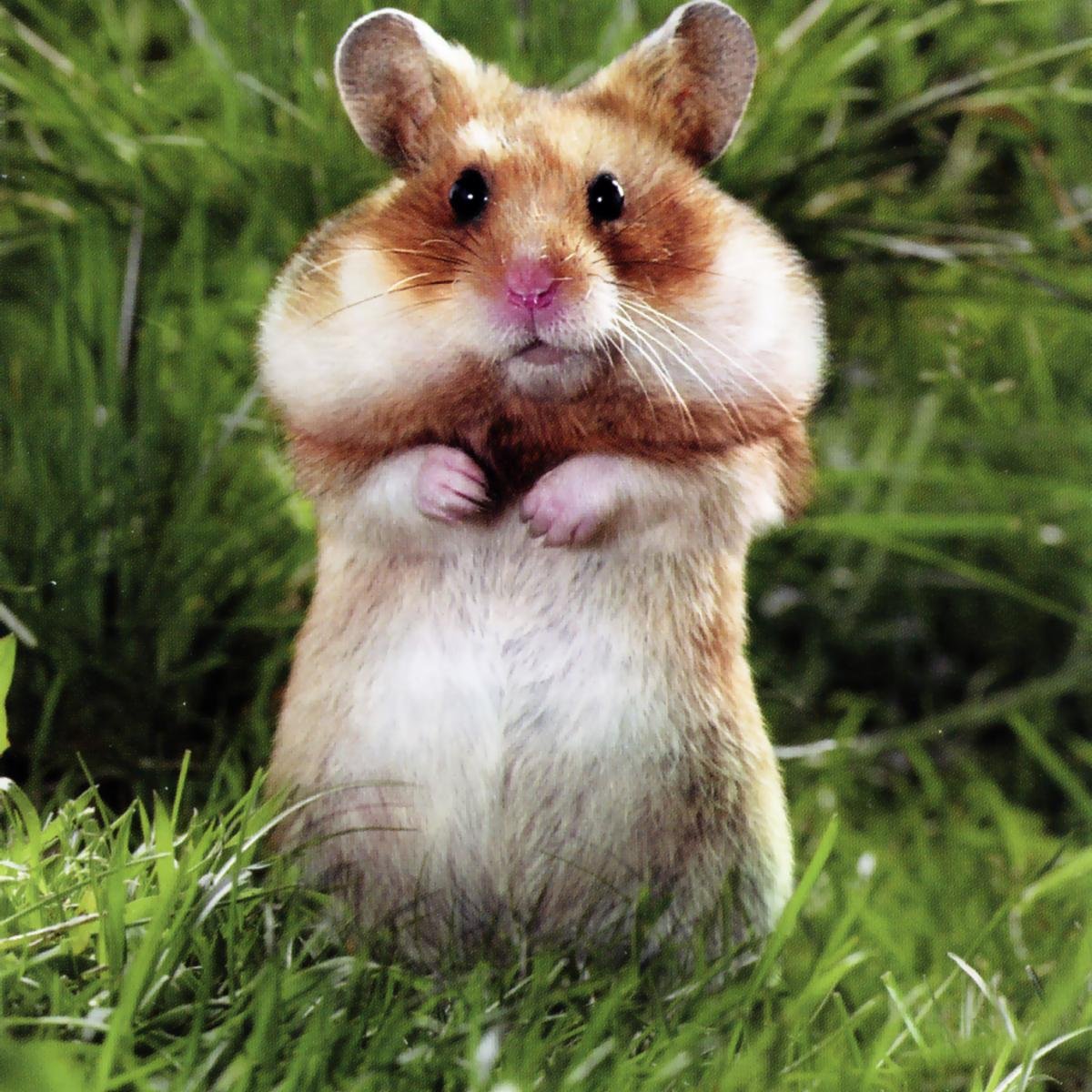 Хомяк с большими щеками