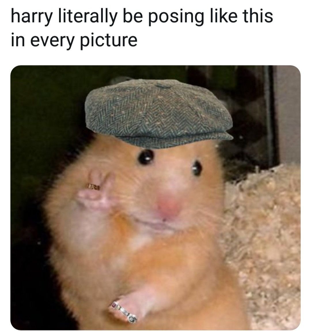 Смешные хомяки