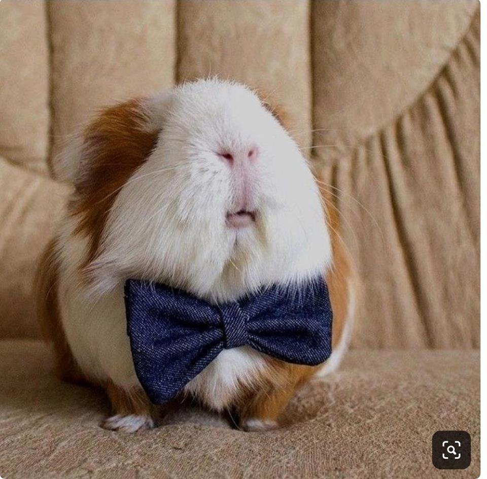 Хомяк ест макароны