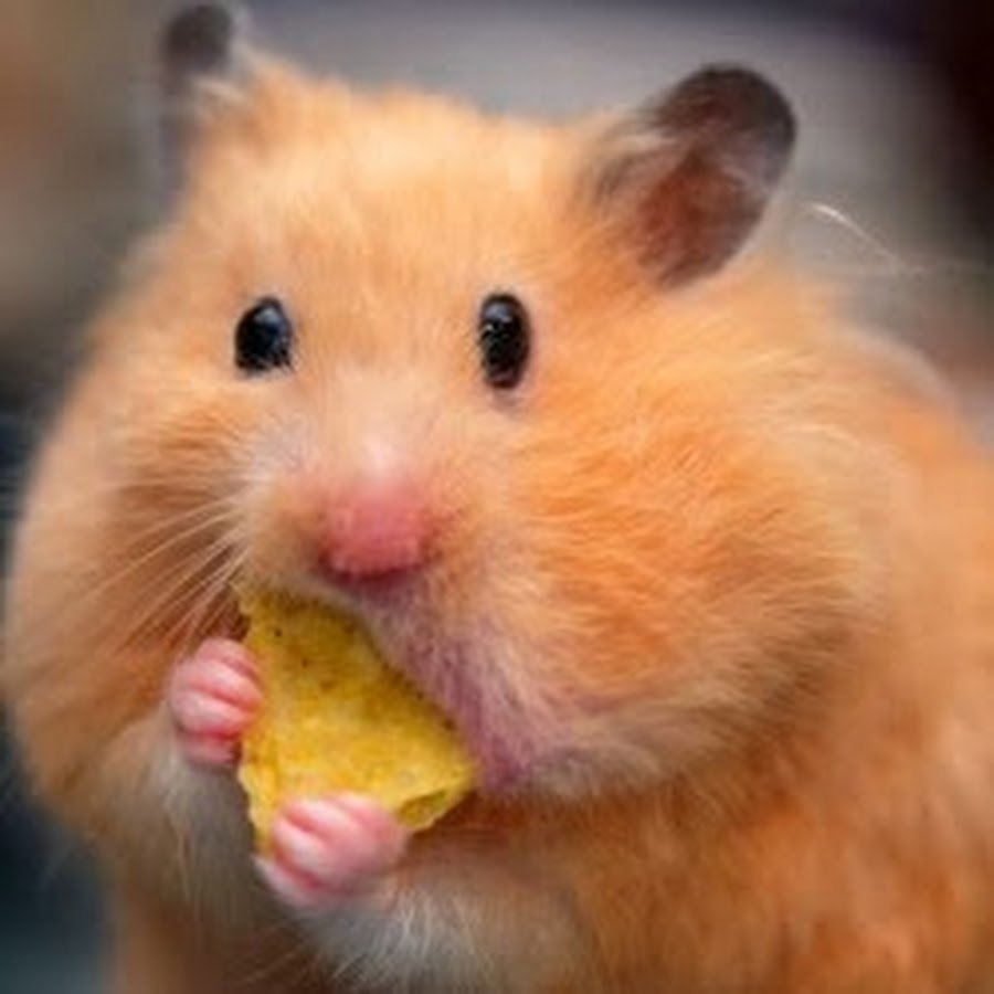 Хомяк улыбается