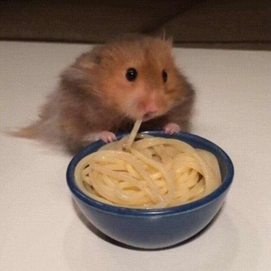 Хомяк ест спагетти
