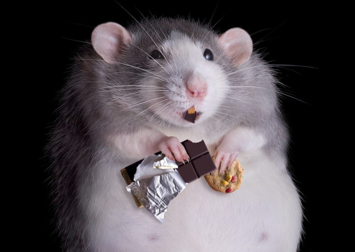 Толстая мышь