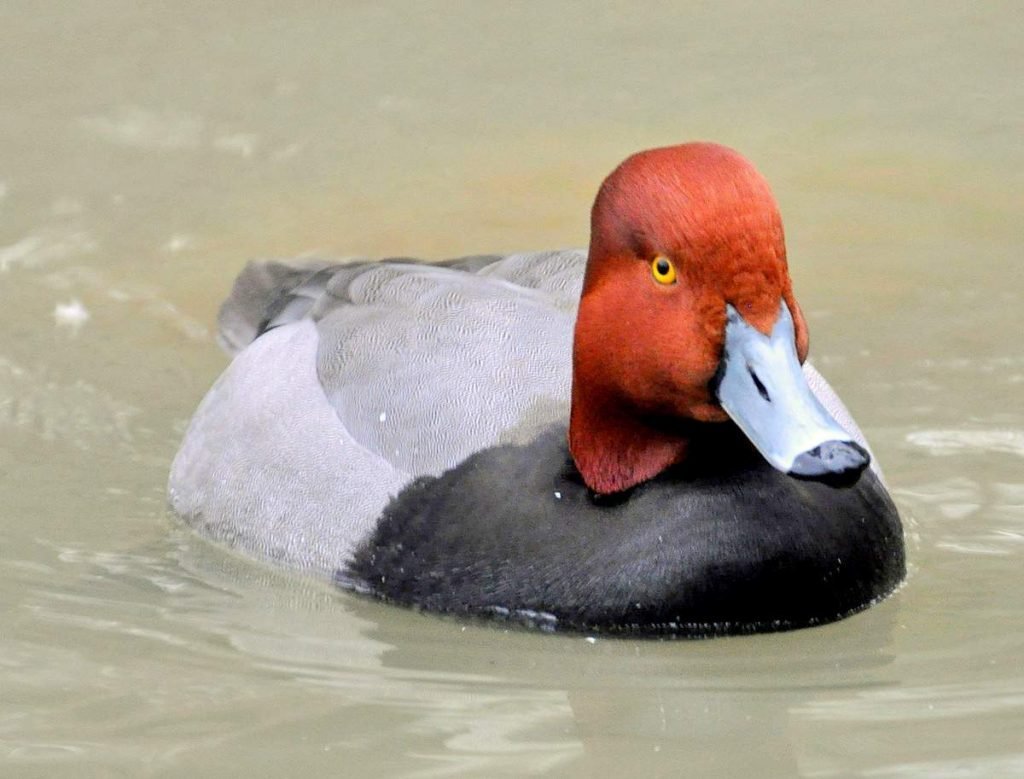 Красноголовый нырок