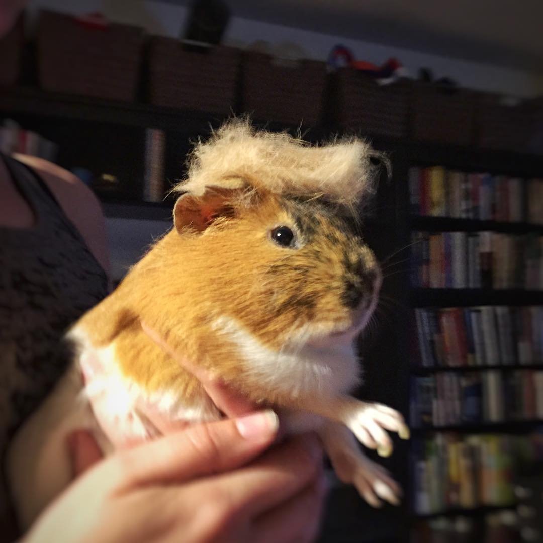 Хомяк стрижется