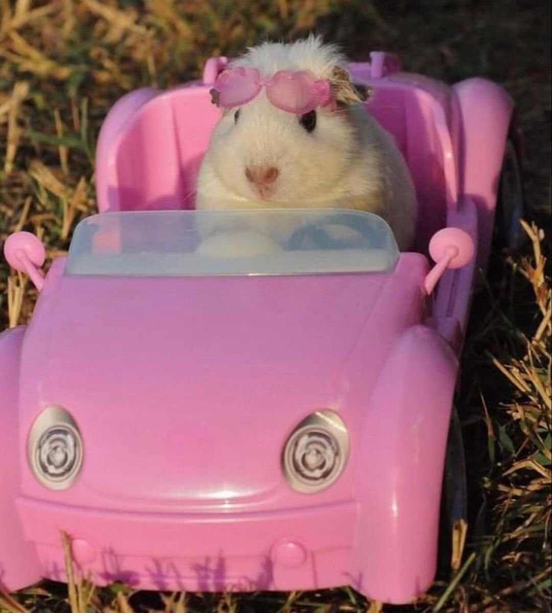 Розовый хомяк