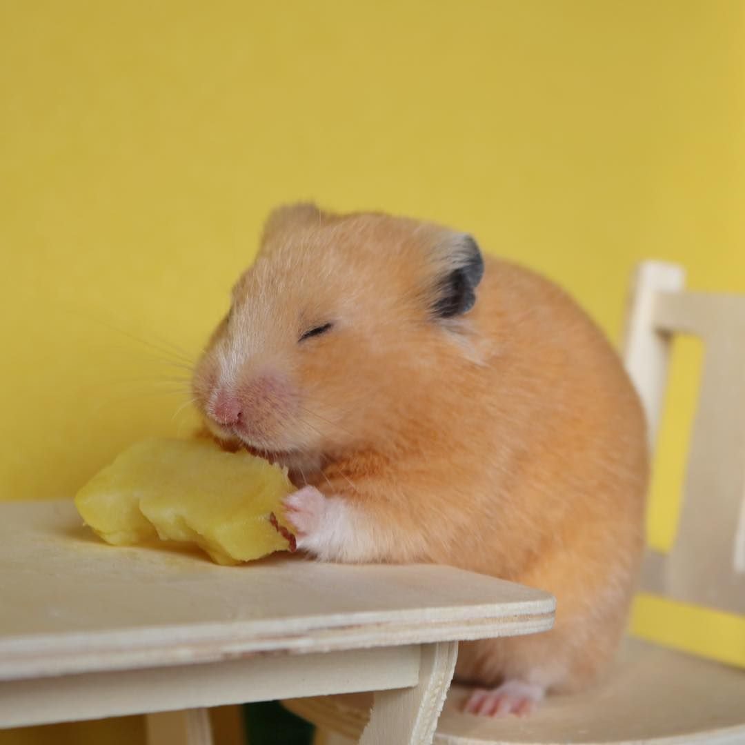 Хомяк с набитыми щеками