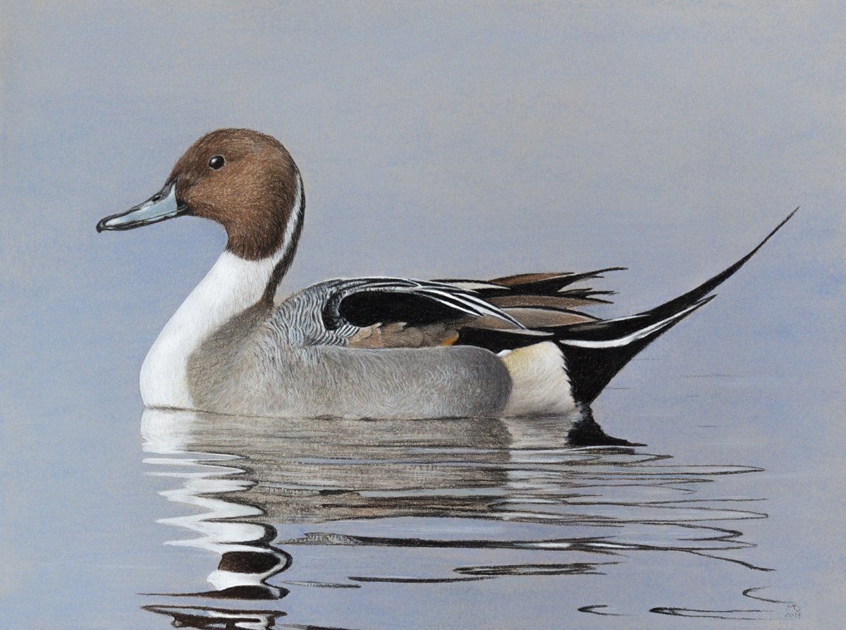 Шилохвость селезень