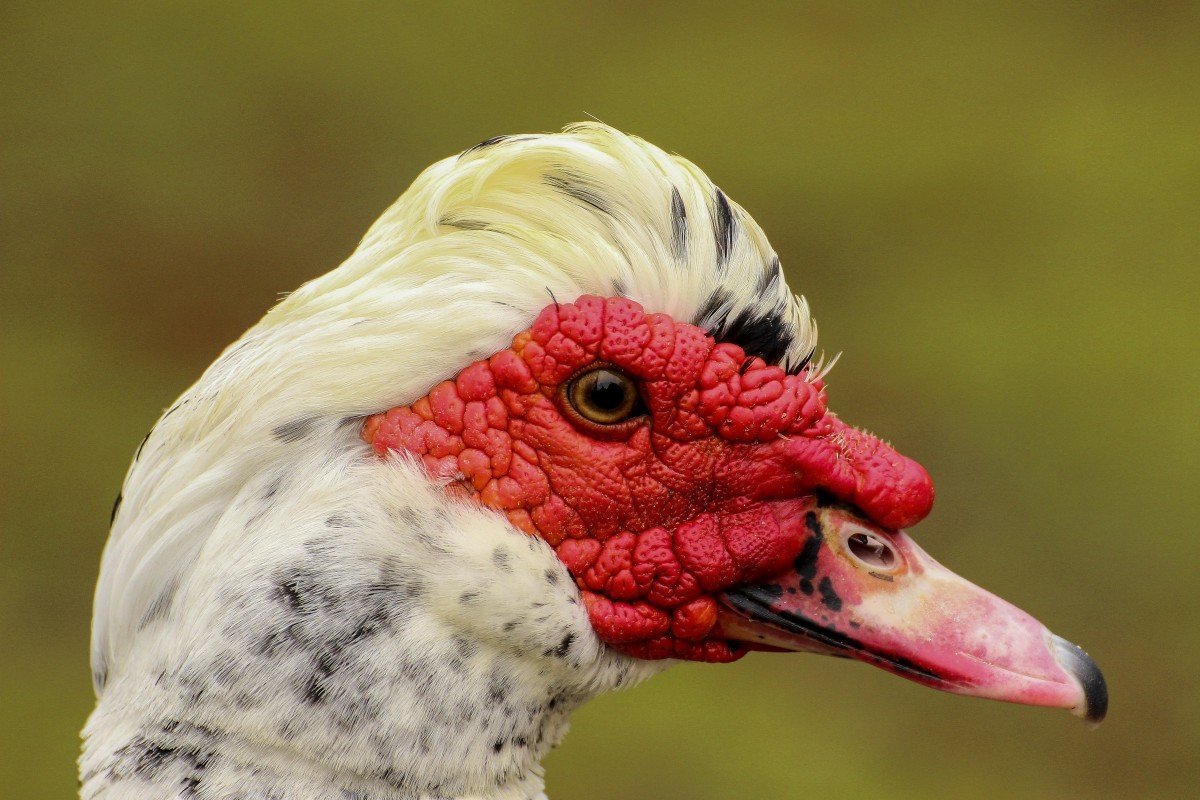 Утки с красными глазами